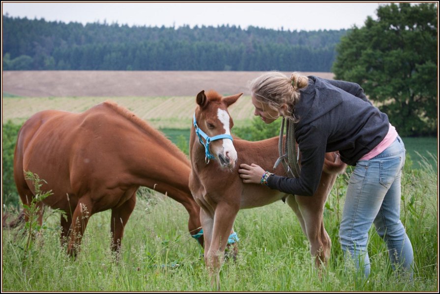 Asbach Fohlenshow 2014 063